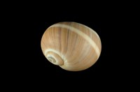 藏品(腰帶玉螺)的圖片